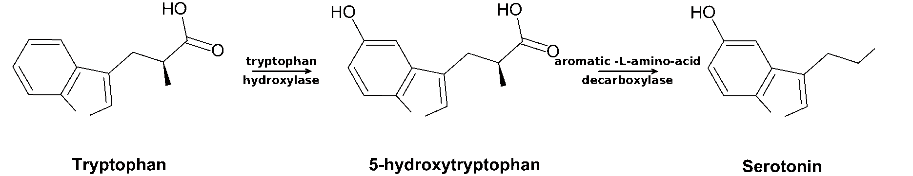 umwandlungsprozess tryptophan 5-htp serotonin